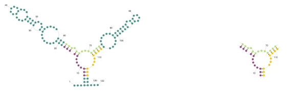 1ffk_5srna_2D.jpg